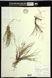 Carex rossii image