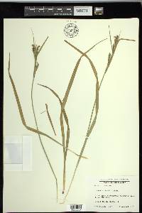 Carex scabrata image