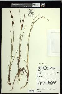 Carex rotundata image