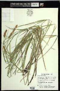 Carex sartwellii image