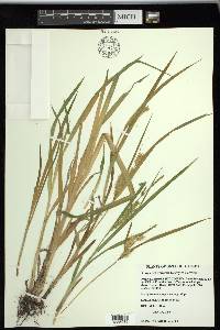 Carex schweinitzii image