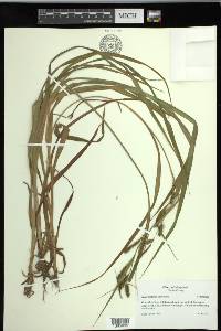 Carex scabrata image