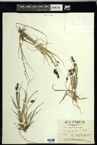 Carex saxatilis image