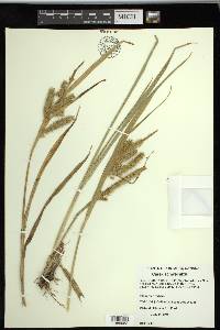 Carex schweinitzii image