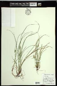 Carex rossii image