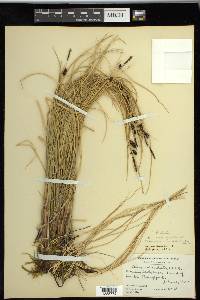 Carex saxatilis image