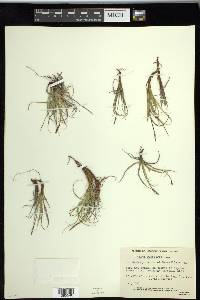 Carex rupestris image