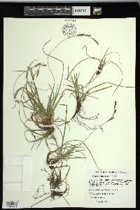 Carex richardsonii image