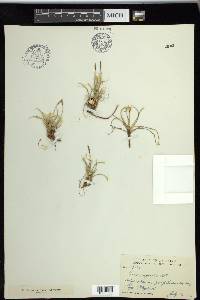 Carex rupestris image