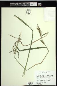 Carex scabrata image