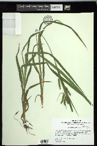 Carex scabrata image