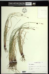 Carex saxatilis image