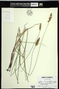 Carex sartwellii image