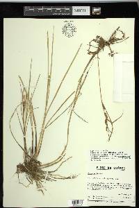 Carex salina image