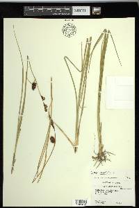 Carex saxatilis image