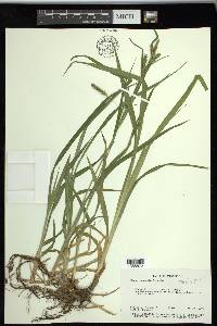 Carex scabrata image