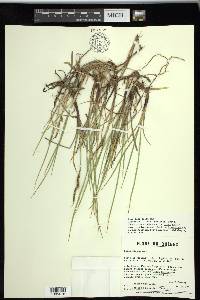 Carex salina image