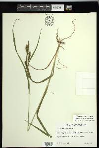 Carex scabrata image