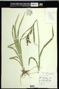 Carex scabrata image