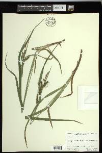 Carex scabrata image