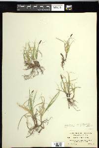 Carex rupestris image