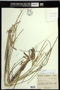 Carex rostrata image