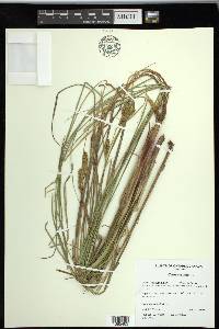 Carex rostrata image