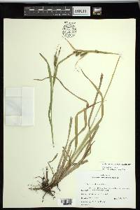 Carex scabrata image