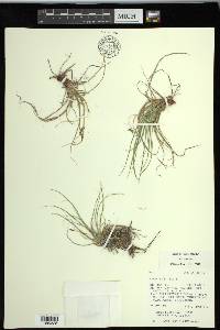 Carex rossii image