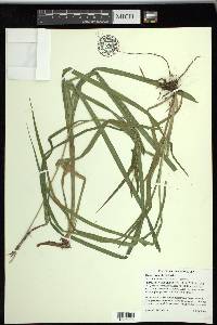 Carex scabrata image