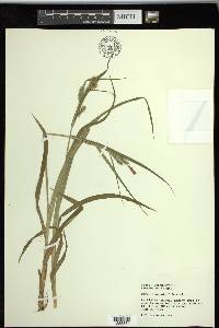 Carex scabrata image
