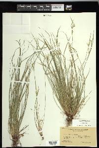 Carex rossii image