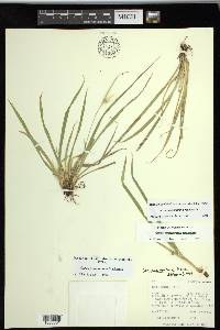 Carex saximontana image