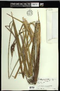 Carex schottii image