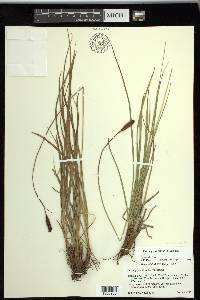 Carex scabriuscula image