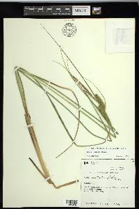 Carex rostrata image