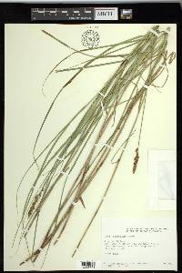 Carex sartwellii image