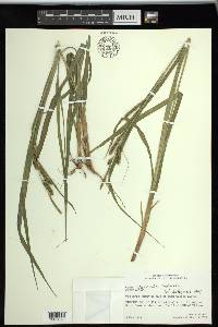 Carex scabrata image