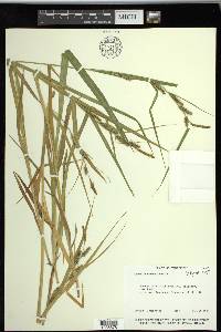 Carex scabrata image