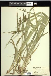 Carex scabrata image