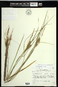 Carex rostrata image