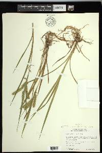 Carex schweinitzii image