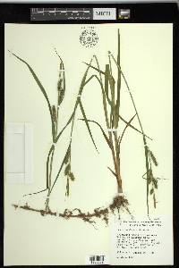 Carex scabrata image