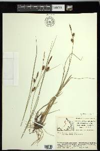 Carex saxatilis image