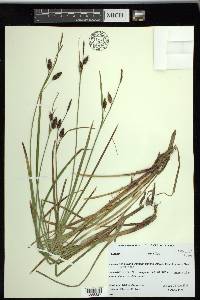 Carex saxatilis image