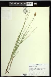 Carex sartwellii image