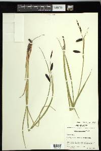 Carex saxatilis image