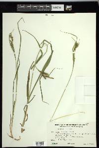 Carex scabrata image