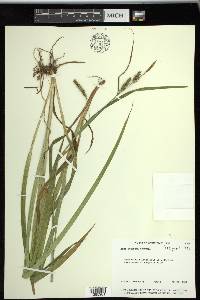 Carex scabrata image