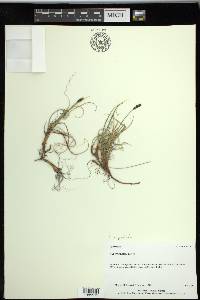 Carex rupestris image